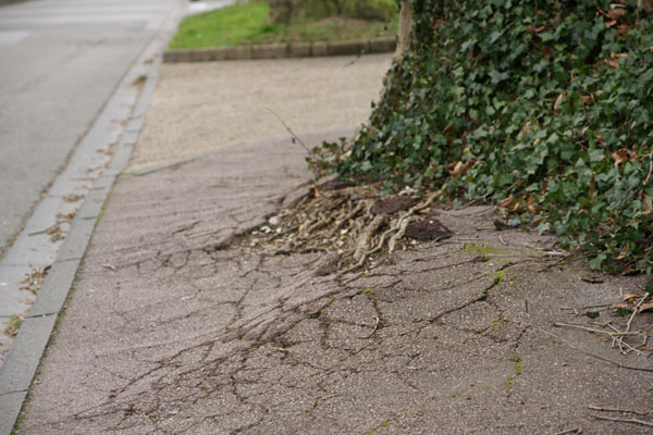racines et trottoirs